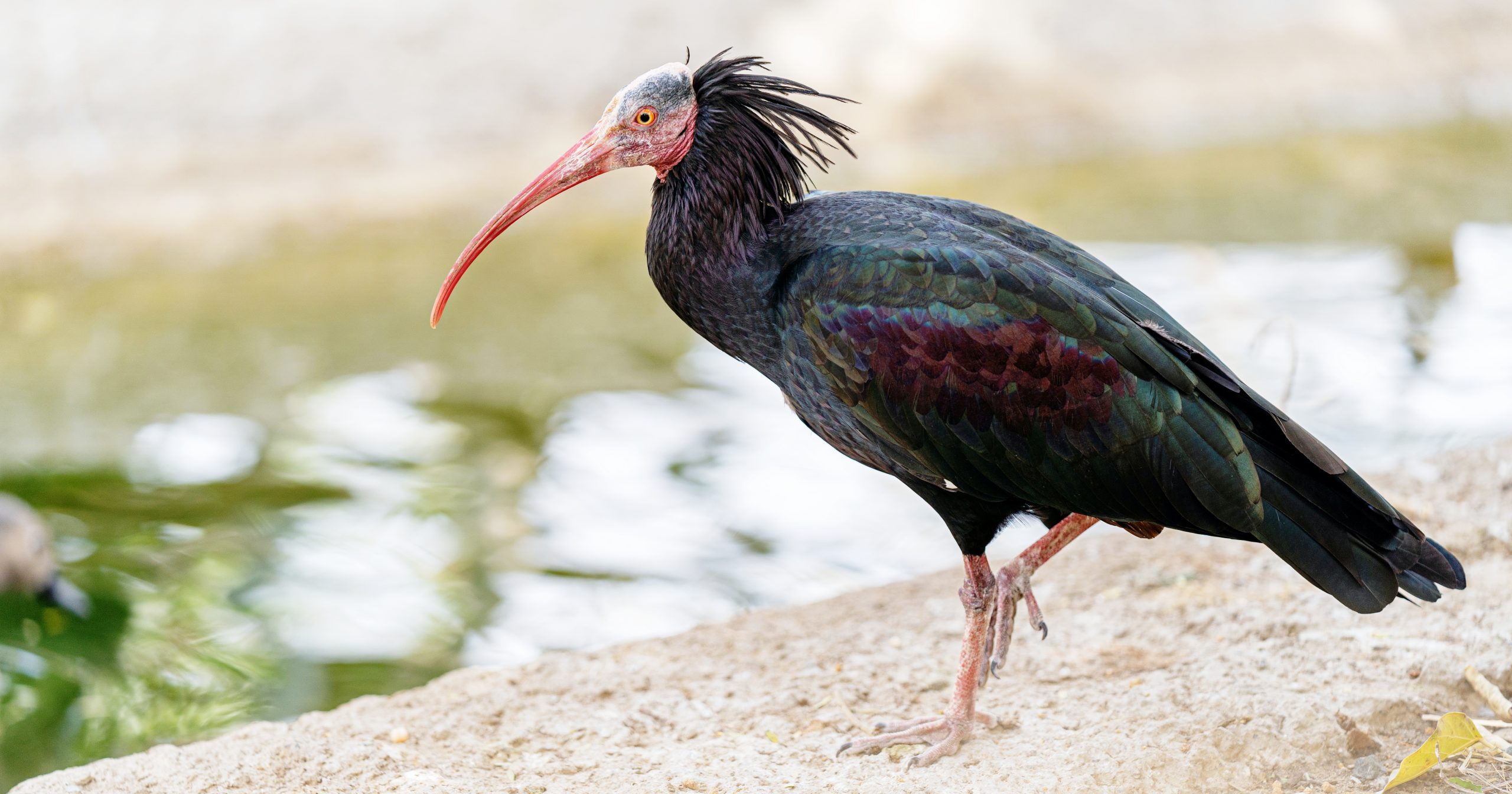 eremit ibis